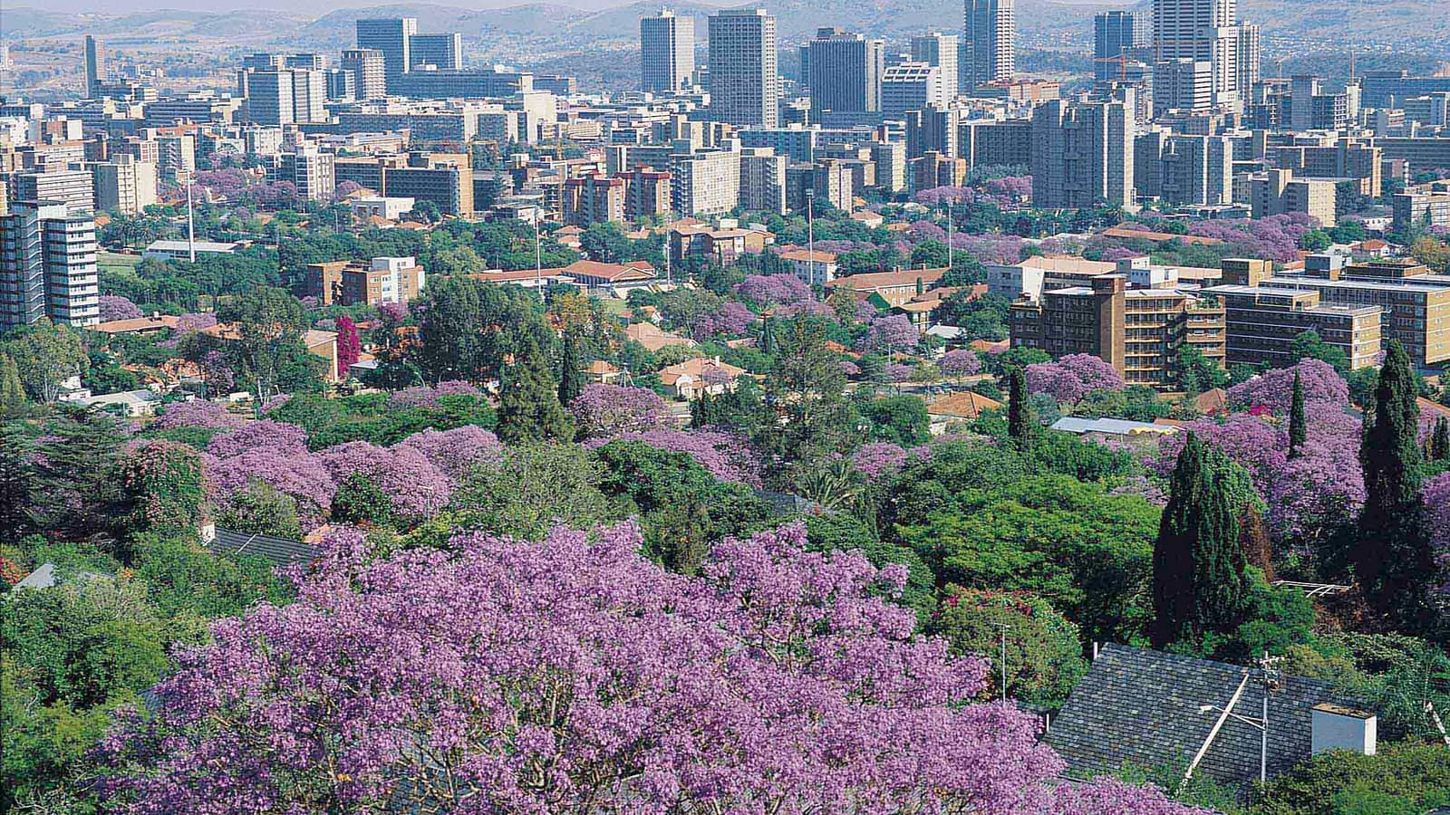 Pretoria from above in jacaranda season, streets lined with purple trees
